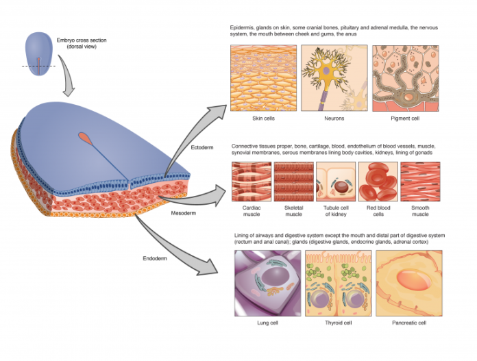 EmbryoTissue